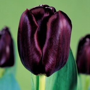 купить оптом сорт голландские тюльпаны Black Jack (Блэк Джек)