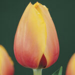 голландские тюльпаны купить сорт Marit (Марит)