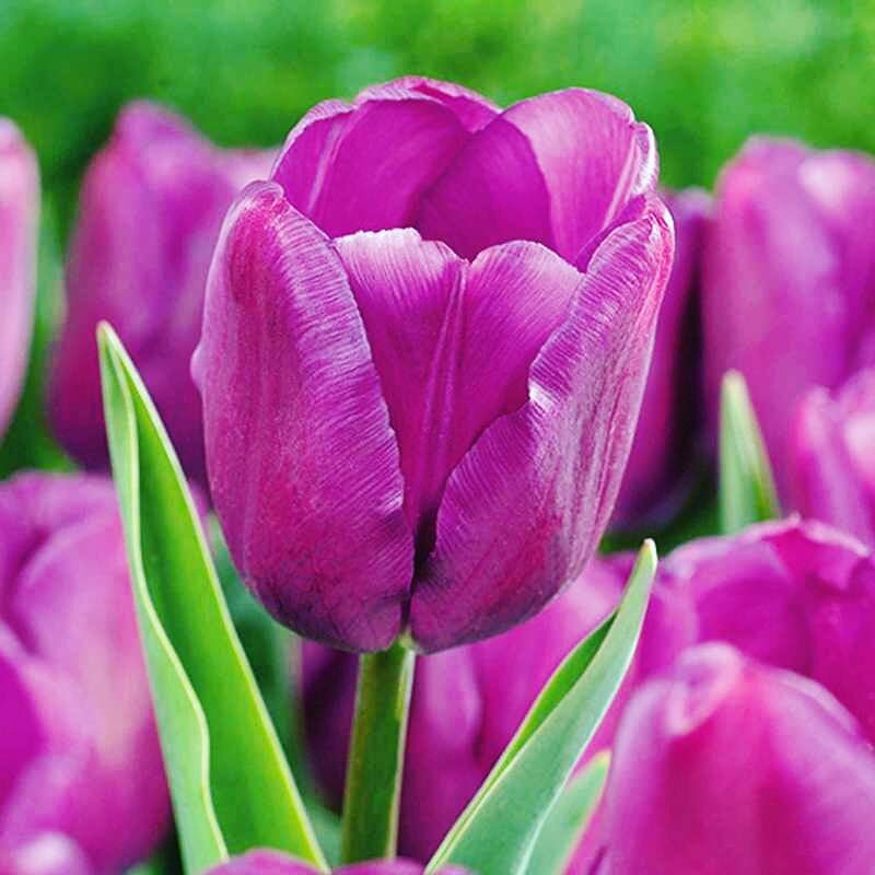 продажа голландских тюльпанов опт Purple Cloud (Пурпл Клод)