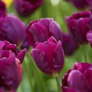 купить оптом тюльпаны Purple lady